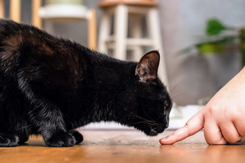 Katze beim Training, die aufmerksam auf die Hand der Katzentrainerin schaut.