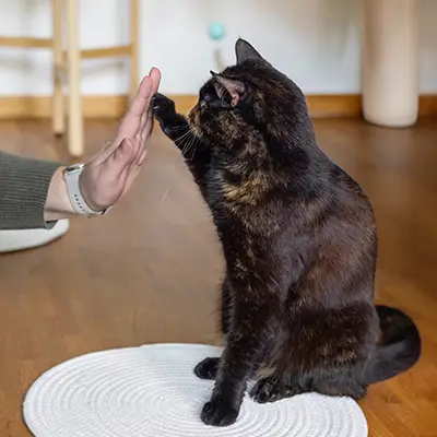 Katze gibt High Five während Katzentraining